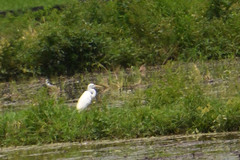 Ardea alba