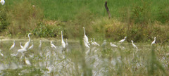 Ardea alba