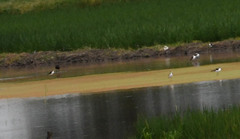 Himantopus mexicanus