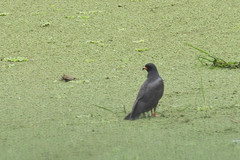 Rostrhamus sociabilis