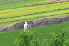 Egretta thula