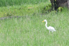 Ardea alba