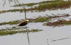 Jacana jacana