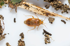 Agnocoris