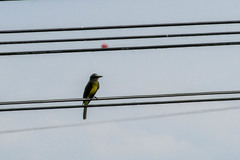 Tyrannus melancholicus