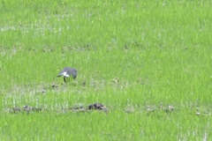 Rostrhamus sociabilis