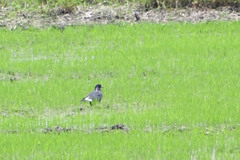 Rostrhamus sociabilis