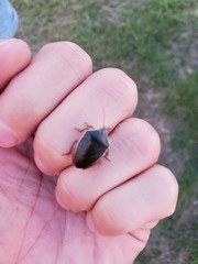 Edessa rufomarginata