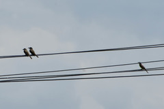 Tyrannus melancholicus