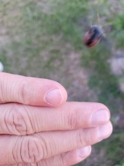 Edessa rufomarginata