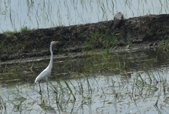 Ardea alba