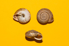 Campylaea illyrica