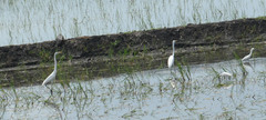 Ardea alba