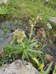 Eryngium agavifolium