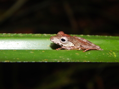 Polypedates colletti