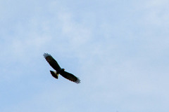 Rostrhamus sociabilis