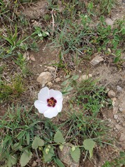 Pavonia cymbalaria