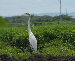 Ardea alba