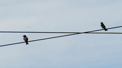 Tyrannus melancholicus