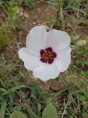 Pavonia cymbalaria