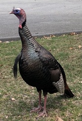Meleagris gallopavo