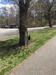Meleagris gallopavo