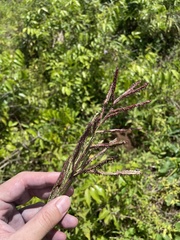 Paspalum millegranum