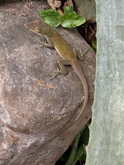 Anolis carolinensis