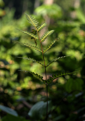 Pteris atrovirens