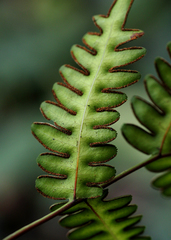 Pteris atrovirens