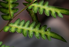 Pteris atrovirens