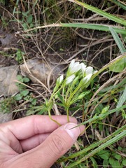 Gentianella multicaulis