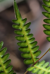 Pteris atrovirens