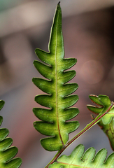 Pteris atrovirens