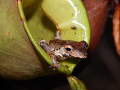 Polypedates colletti