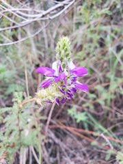 Dalea elegans
