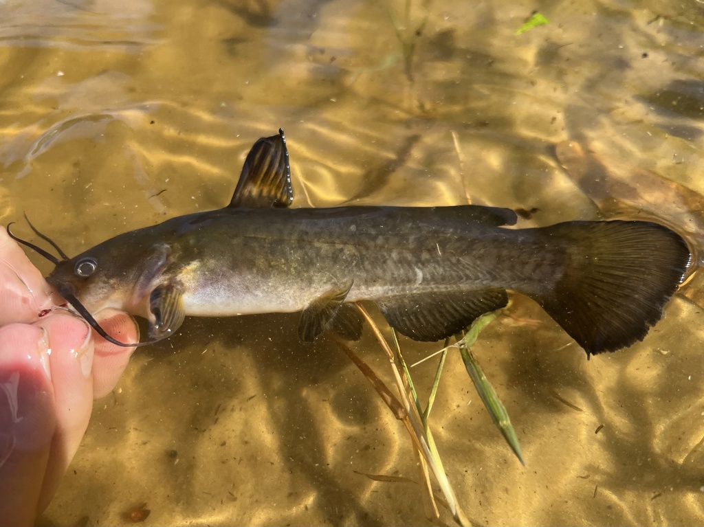 Snail Bullhead