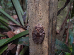 Polypedates colletti