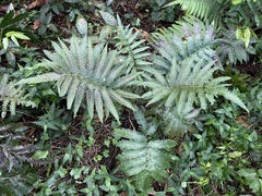 Goniopteris tetragona