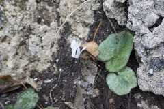 Cyclamen balearicum