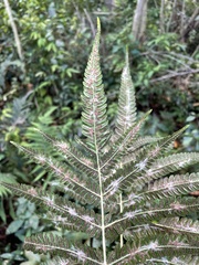 Goniopteris tetragona