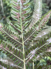 Goniopteris tetragona