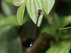 Oxyagrion
