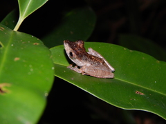 Polypedates colletti