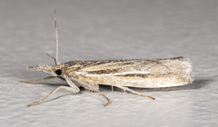 Thaumatopsis pexellus