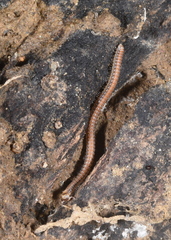 Glyphiulus granulatus