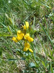 Thermopsis divaricarpa