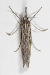 Thaumatopsis pexellus