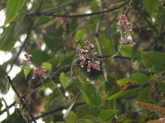Cyrtochilum geniculatum