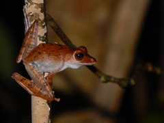 Polypedates colletti